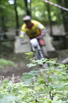 Remoex DH Cup Krupka obrazem