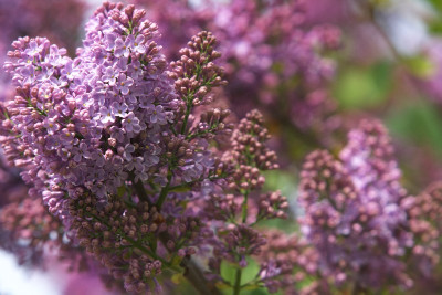 Author Šela Marathon - ke Státnímu svátku toto také patří