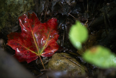  - kanada se zbarvuje
