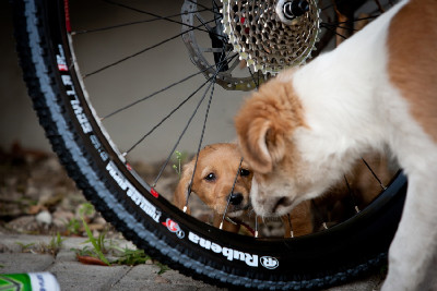 Mistrovství světa v MTB maratonu 2011