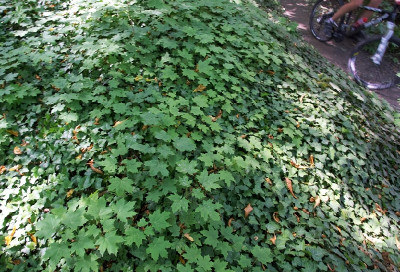 Fotogalerie: Mistrovství ČR Cross Country, Teplice 2011