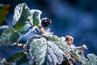 ledové občerstvení