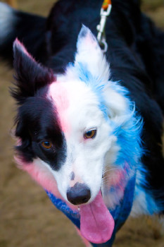 Francouzský fanoušek