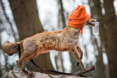 fandit přišla i liška