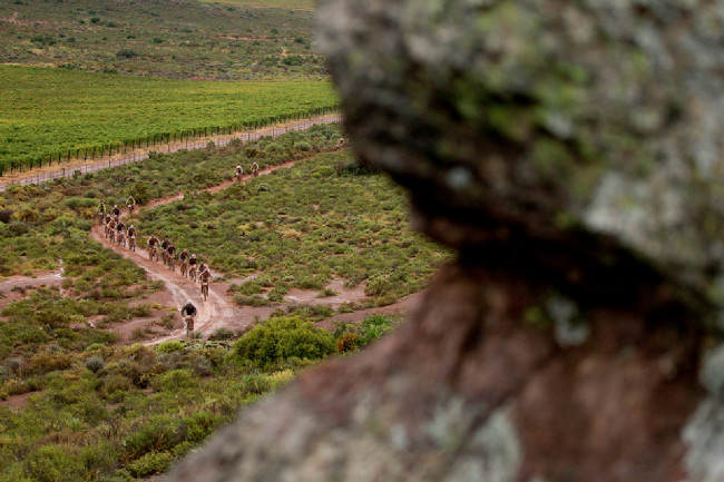 Cape Epic 2014