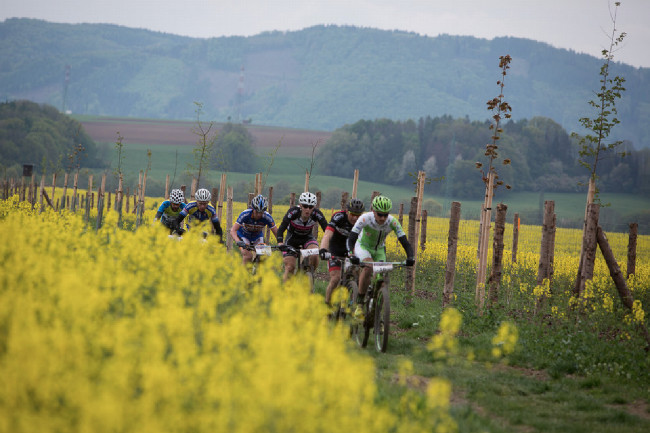 Řepka bývá pravidelným průvodcem Šely