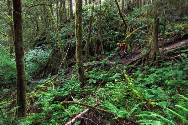 Trek Fuel EX 29" 2017