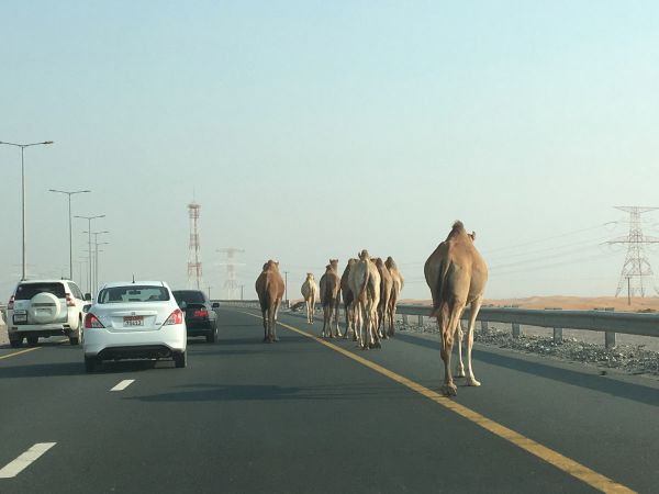 Cestou do Hatty se dá vidět i toto...