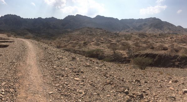 V Hatta MTB trail centru právě vysazují 7000 stromů!!!!