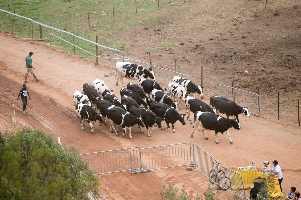 Další peloton na trati...