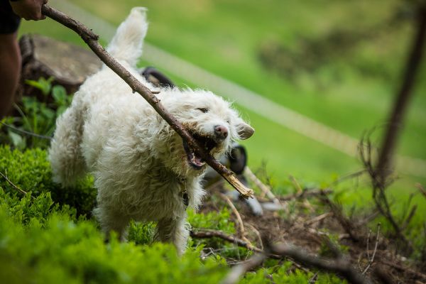 Štamberský král 2018