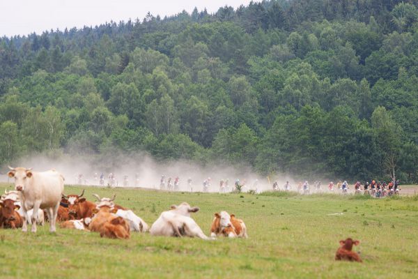 Malevil Cup by Author 2018