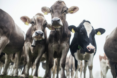 Mistrovství světa DHI 2018