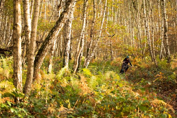 Santa Cruz Chameleon