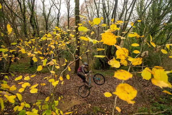 Santa Cruz Chameleon