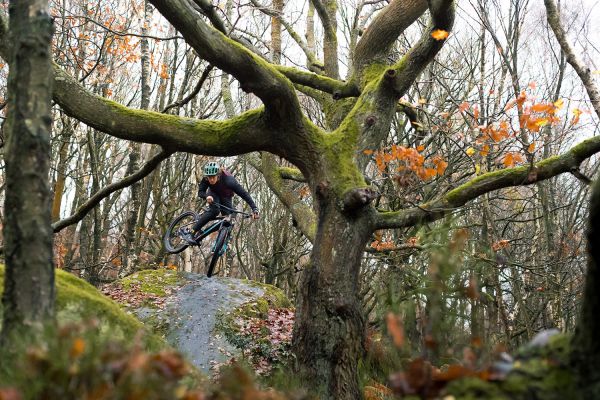 Santa Cruz Chameleon