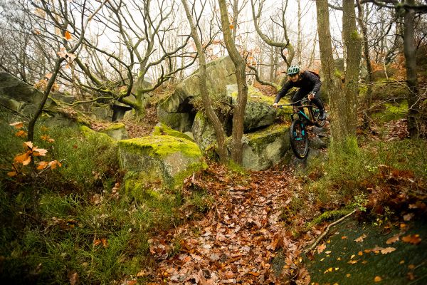 Santa Cruz Chameleon