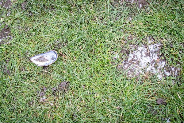 Tisíce mušlí na trati