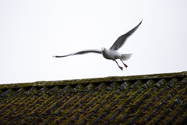 MS cyklokros - Bogense 2019 - Ženy, Muži U23, junioři