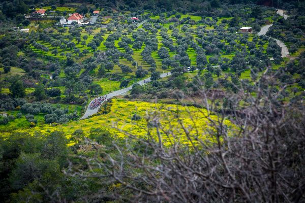 Afxentia 2019 - 3. den - po startu vede cesta olivovým hájem