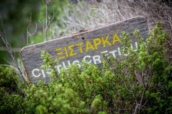 Sunshine Cup - Afxentia 2019 - 2. den