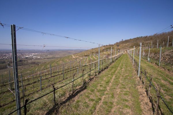 Kamptal-Klassik Trophy - Langenlois 2019