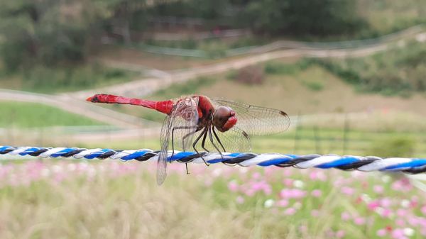 Olympijský okruh Tokio