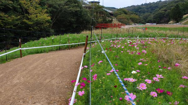 Olympijský okruh Tokio