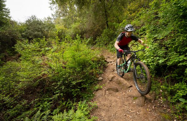 Marin Rift Zone Carbon 2020