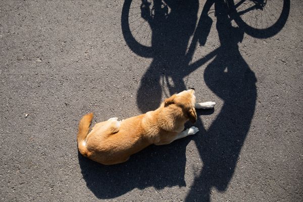 Mistrovství světa XCM Sakarya 2020