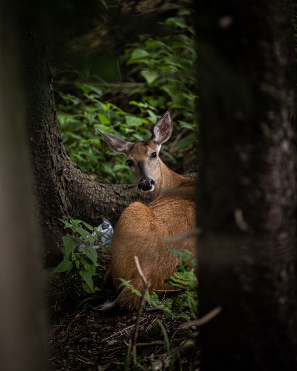 Světový pohár XCO #7 2022 - Snowshoe