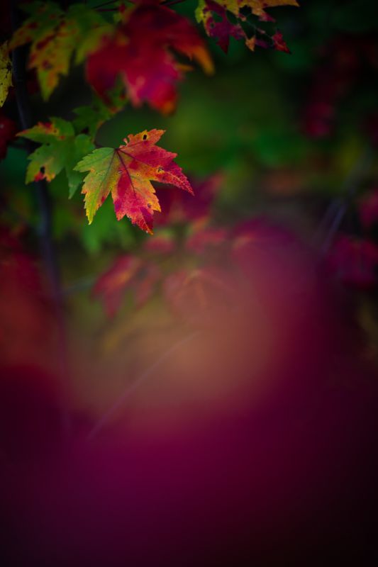 Světový pohár XCO #8 2023 - Mont Sainte Anne