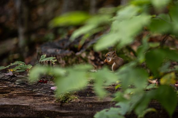 Světový pohár XCO #8 2024 - Mont Sainte Anne