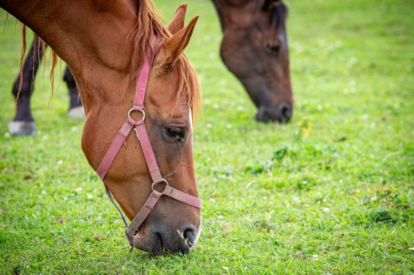 Hlinsko 2025 - čekání na závoďáky u Herálce